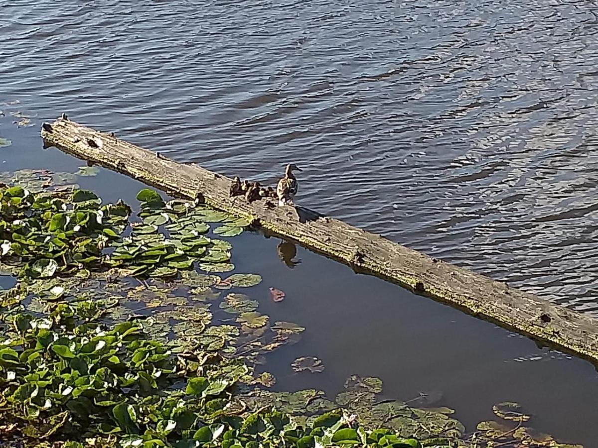 Huisje Aan Het Water, Omgeving Amsterdam Βίλα Ζάανταμ Εξωτερικό φωτογραφία